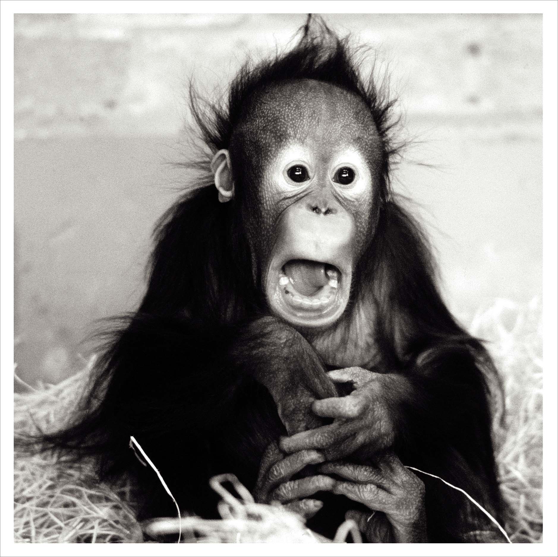 Blank Card - Baby Monkey