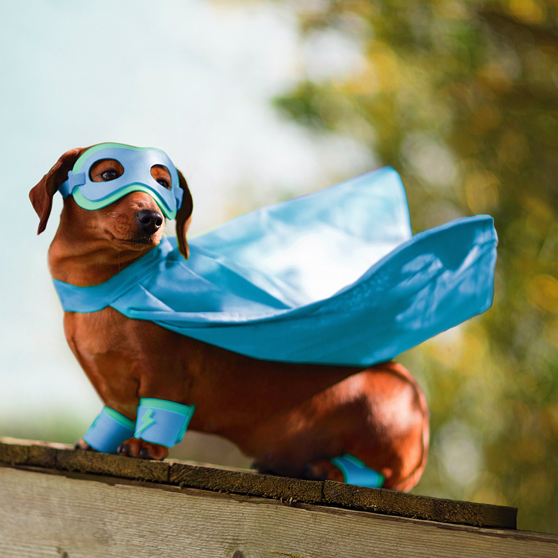 Blank Card - Superdog
