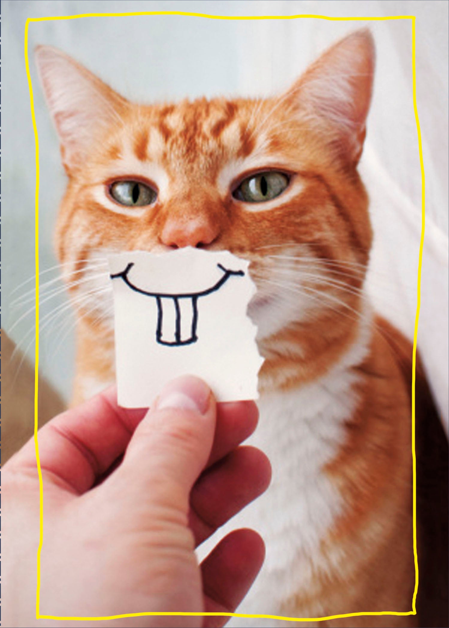 Birthday Humour - Cat
