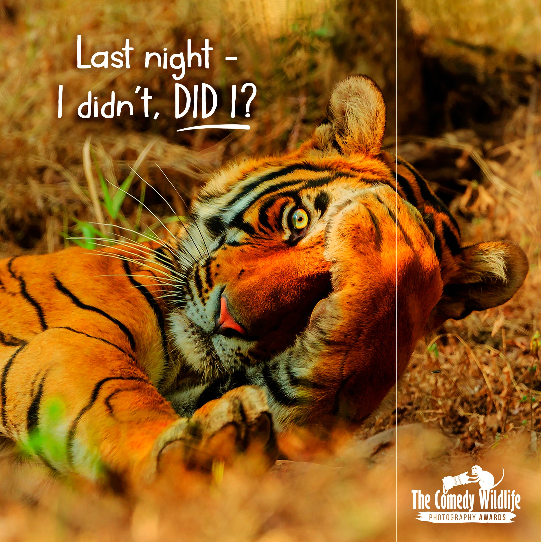 Birthday Humour - Comedy Wildlife