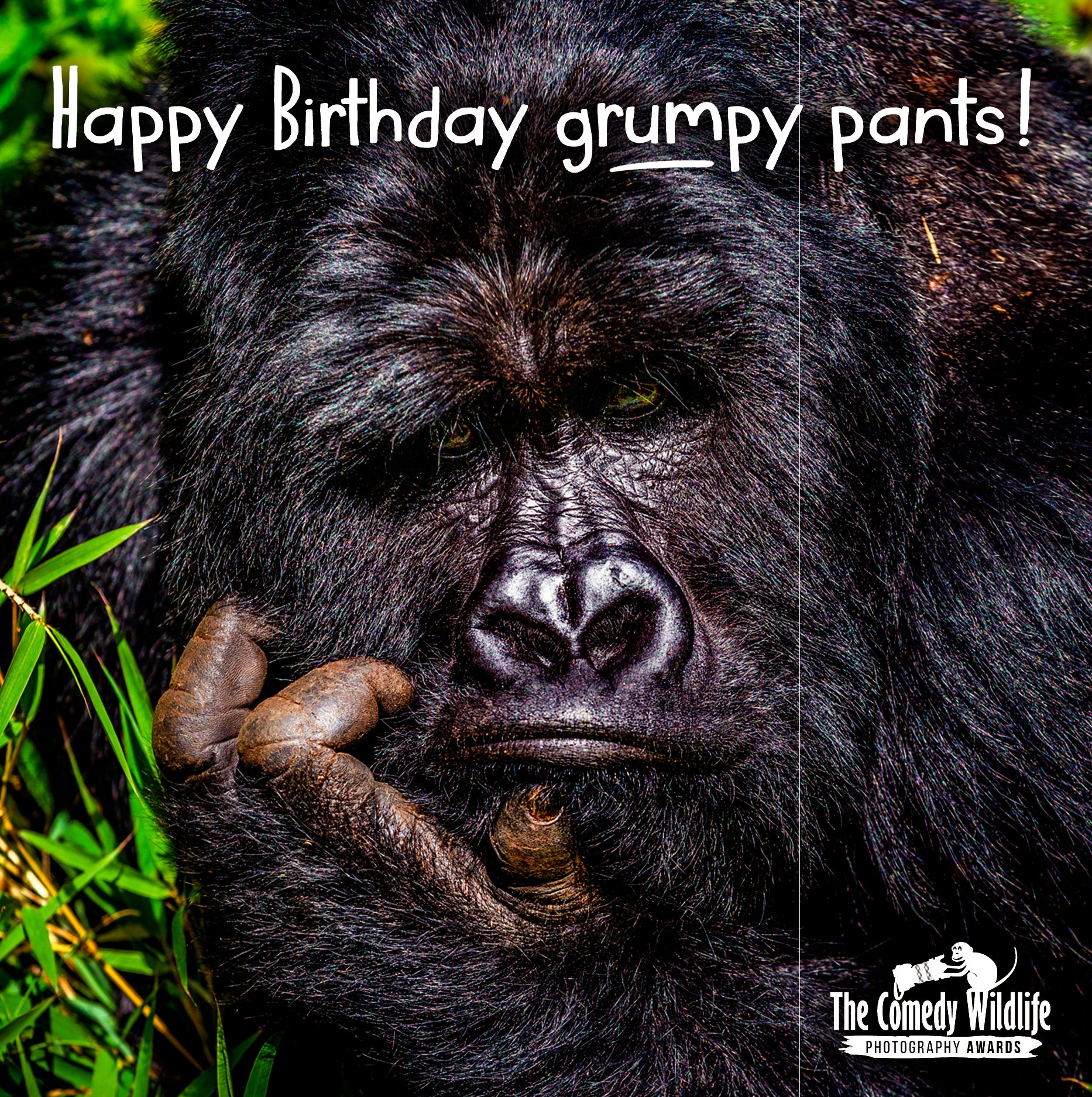 Birthday Humour - Comedy Wildlife