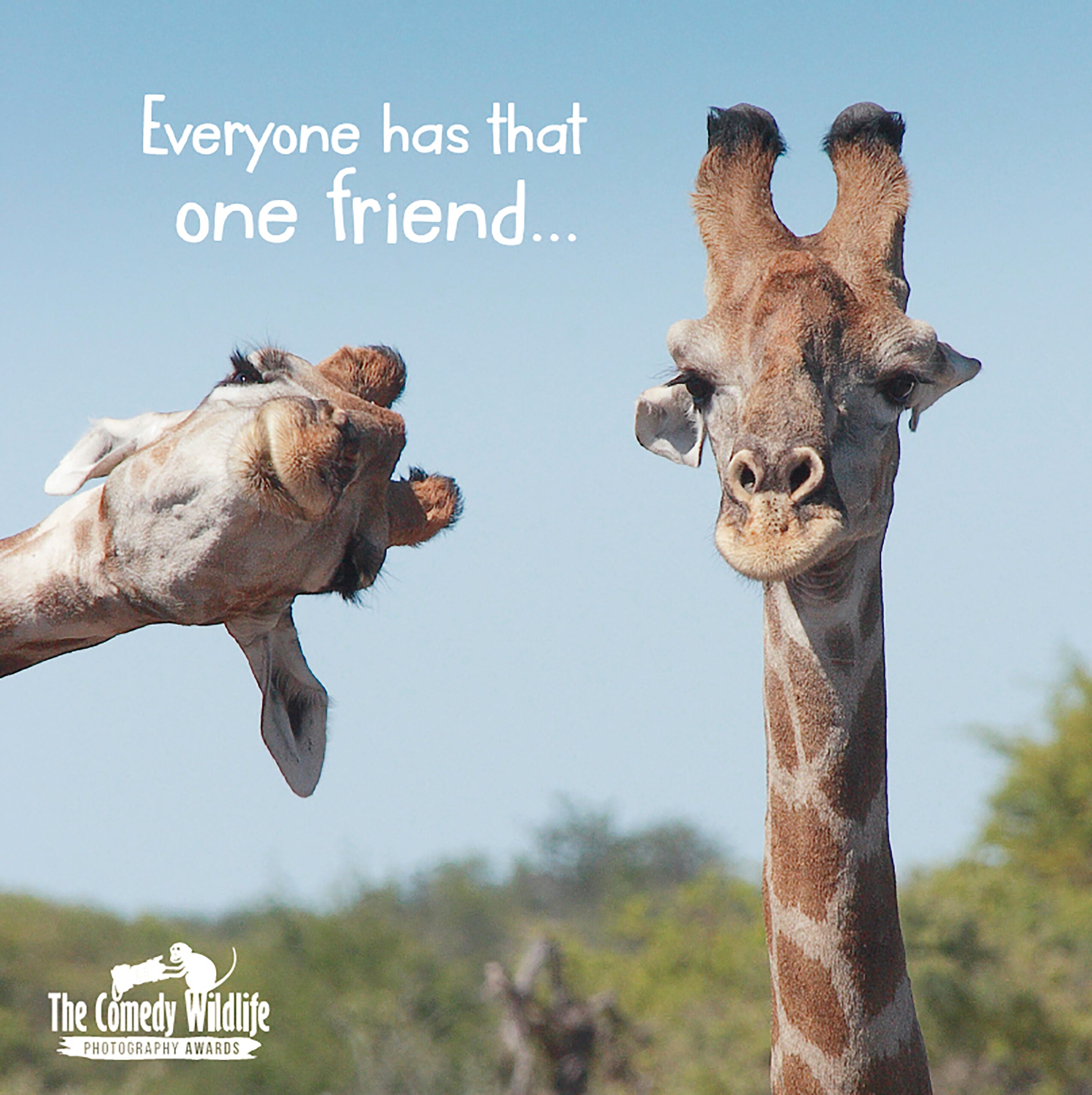 Open Friend - Comedy Wildlife