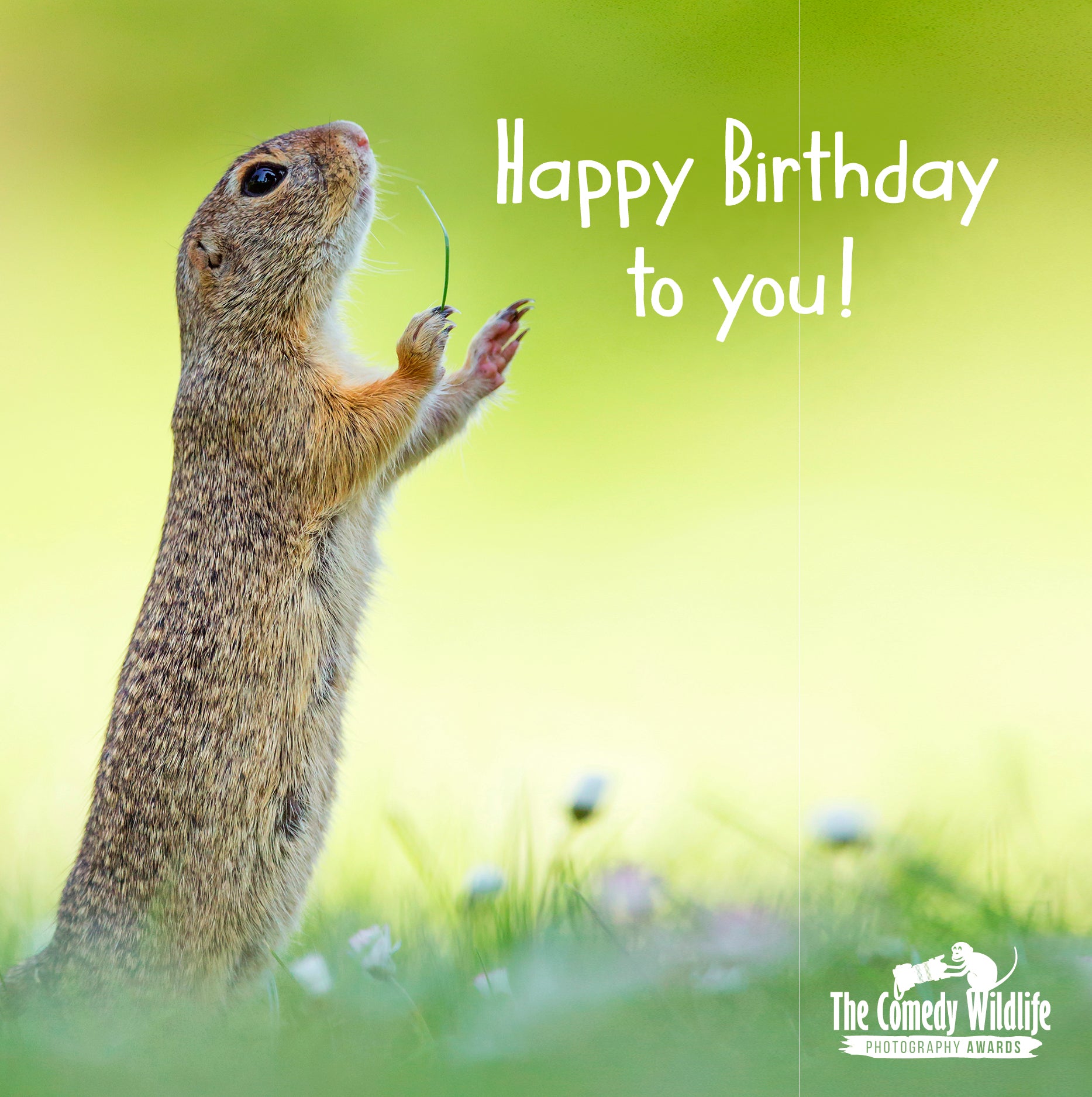 Birthday Humour - Comedy Wildlife