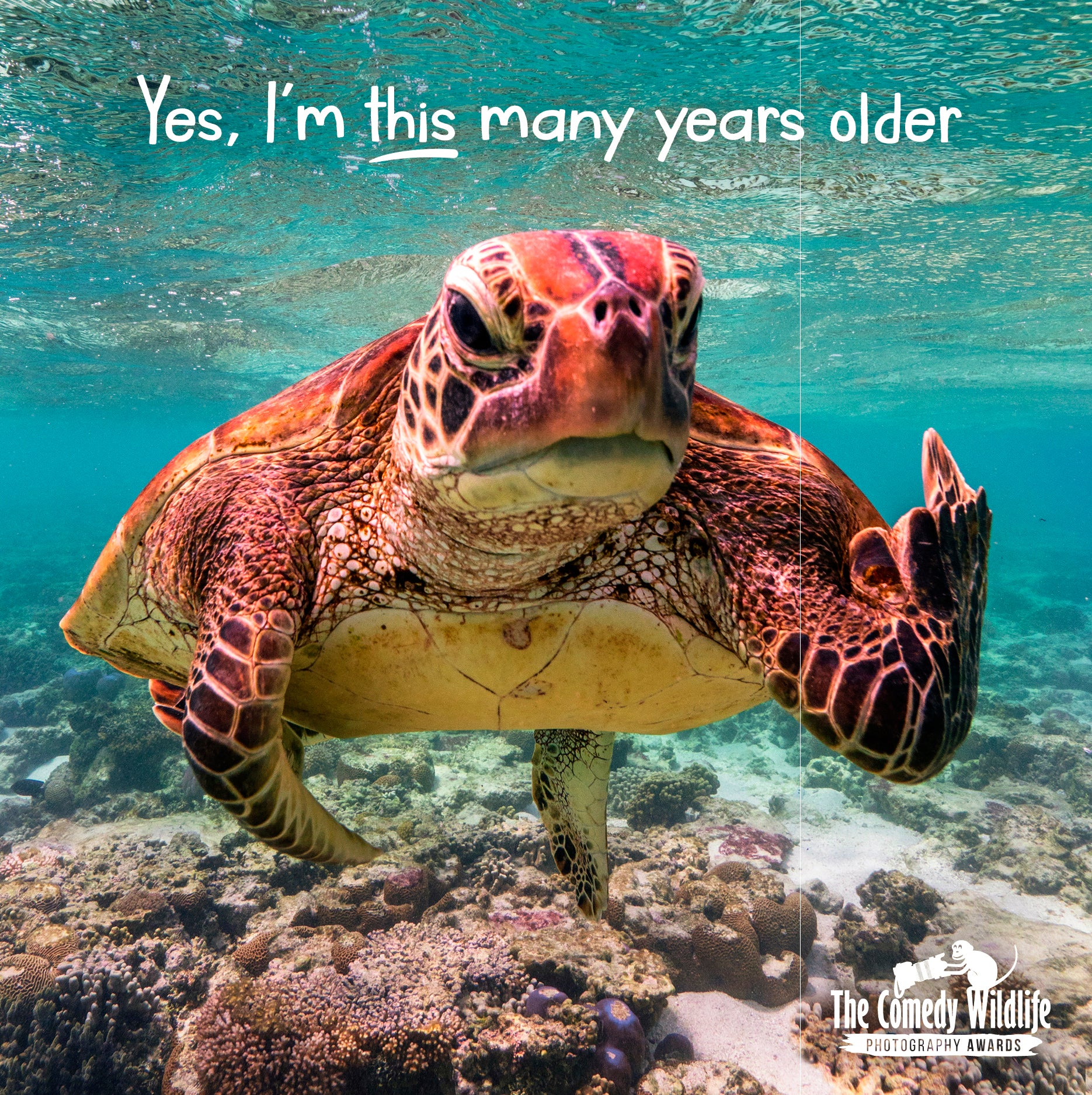 Birthday Humour - Comedy Wildlife