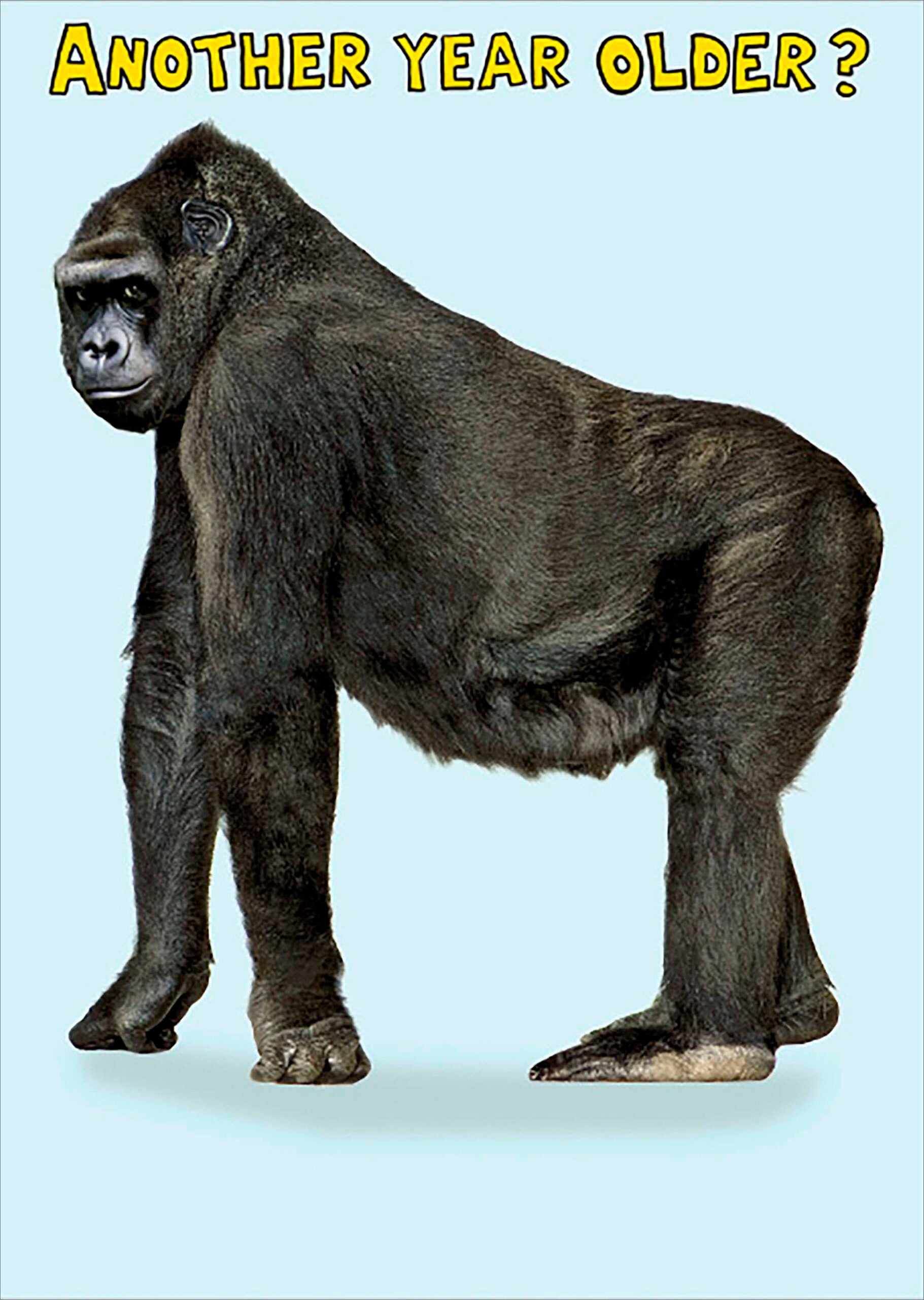 Birthday Humour Gorilla