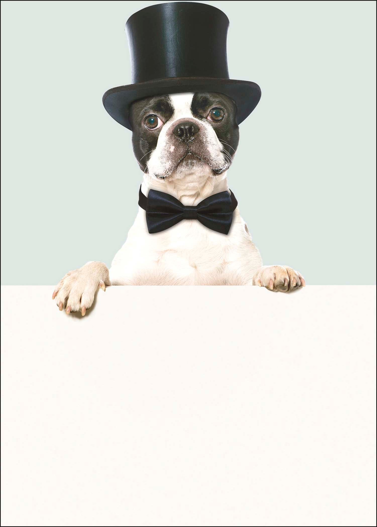 Birthday Humour - Formal Dog