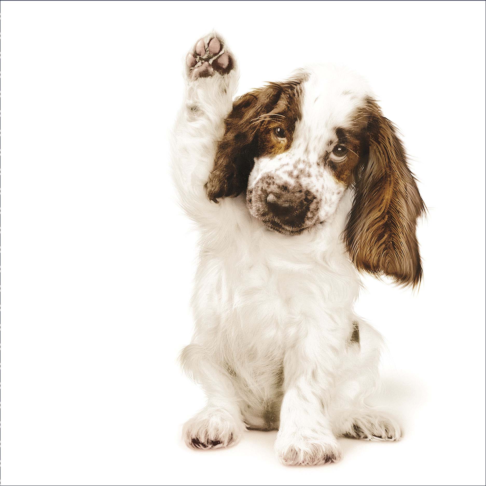 Open Blank - Talk To The Paw